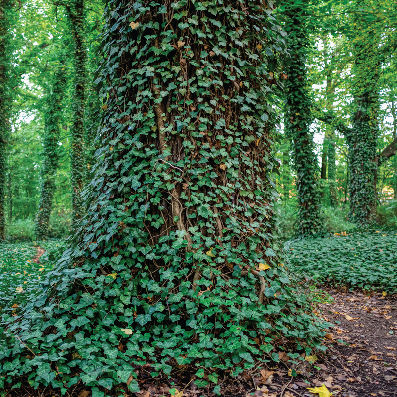 Invasive Species Reston National Neighborhood Study Group